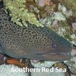 Southern Red Sea 2008
